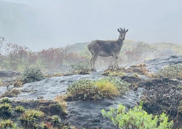 Eravikulam National Park