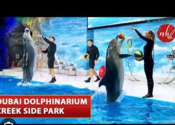 Dolphin Show